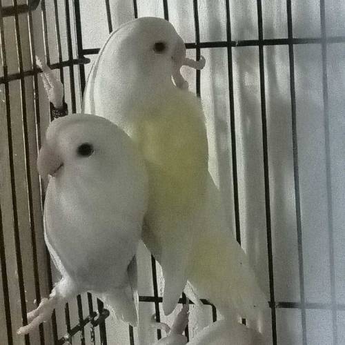 Lovebirds