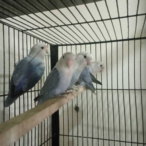 Lovebirds