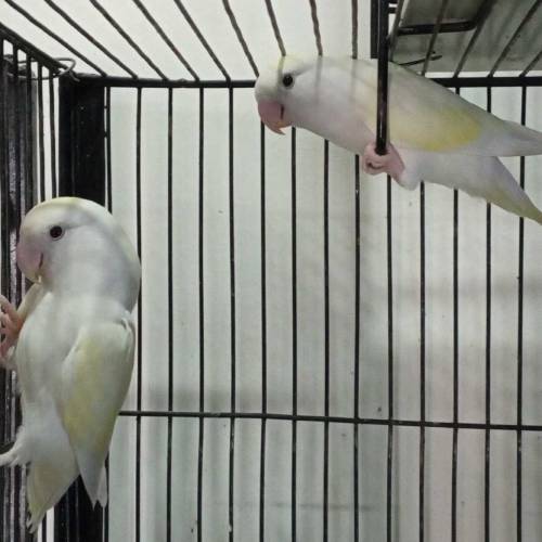 Lovebirds