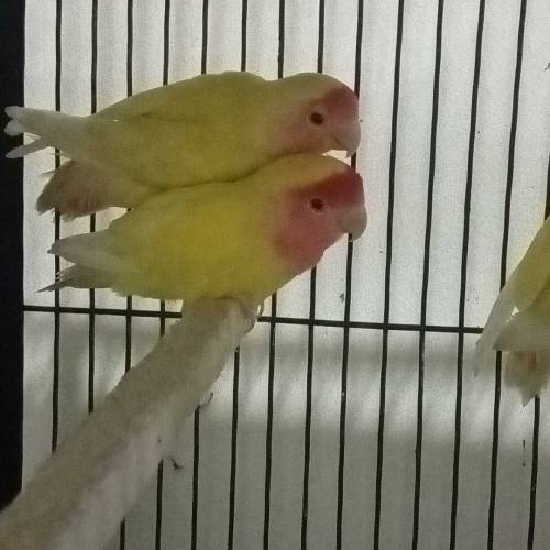 Lutino Personata & Common Lutino