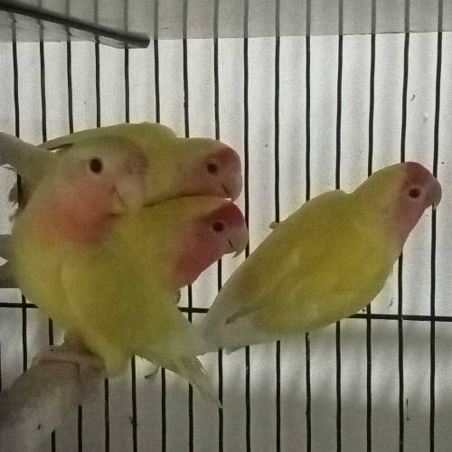 Lutino Personata & Common Lutino