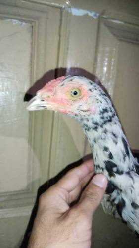 Aseel 