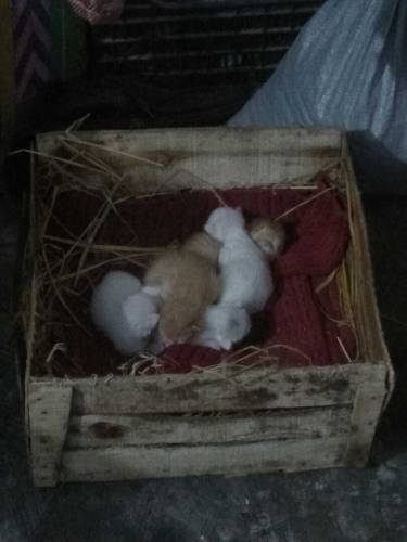 Persian kittens and cat 