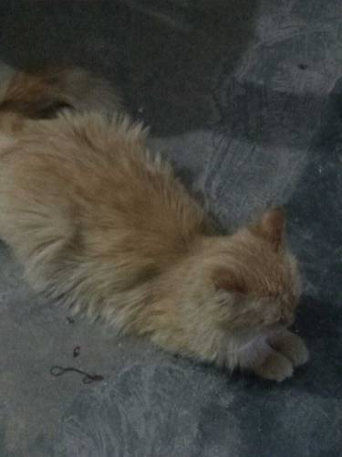 Persian kittens and cat 