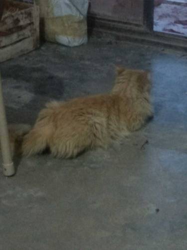 Persian kittens and cat 