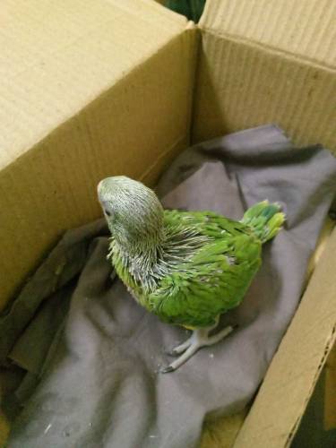 ringneck parrot baby for sale