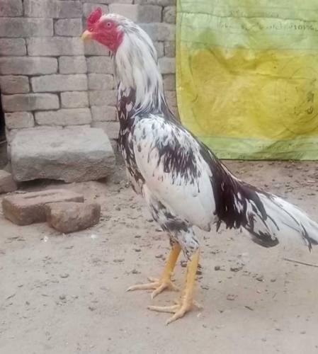 aseel blood 