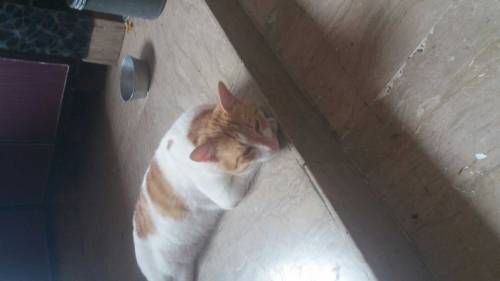 cat lussi male cat 