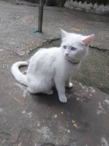 White Persian Female Cat.