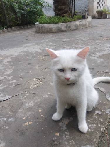 White Persian Female Cat.