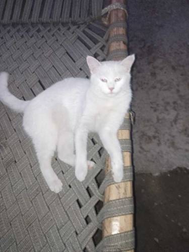 White Persian Female Cat.