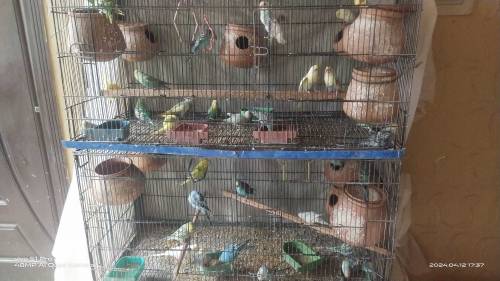 AUSTRALIAN PARROTS FOR SALE