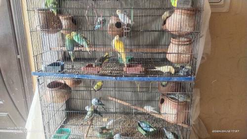 AUSTRALIAN PARROTS FOR SALE