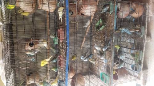AUSTRALIAN PARROTS FOR SALE
