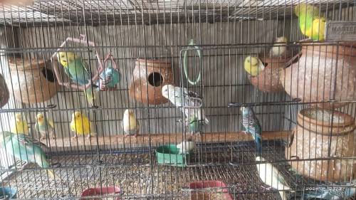 AUSTRALIAN PARROTS FOR SALE