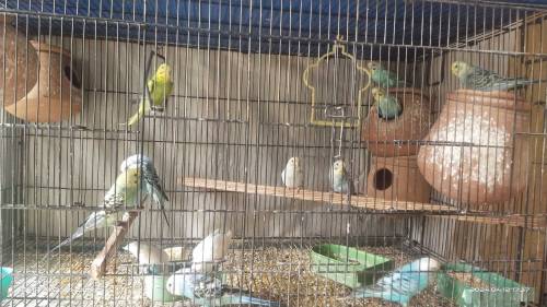 AUSTRALIAN PARROTS FOR SALE