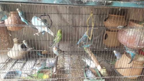 AUSTRALIAN PARROTS FOR SALE