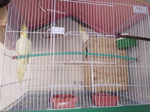 grean perrot Pathe and cocktail pair with cage box 
