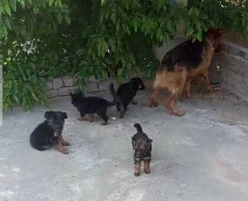 German shepherd puppies 