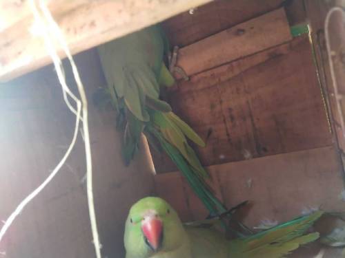 Ringneck Parrot 