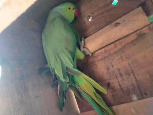 Ringneck Parrot 