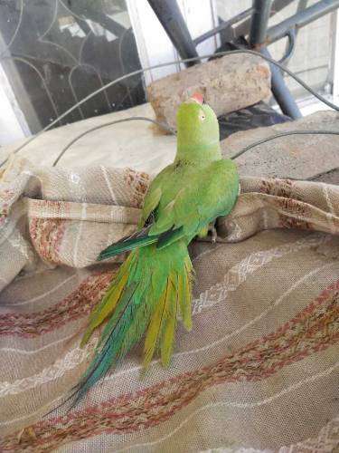 Ringneck Parrot 