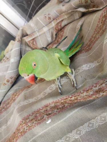 Ringneck Parrot 