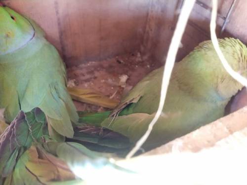 Ringneck Parrot 