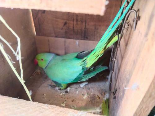 Ringneck Parrot 