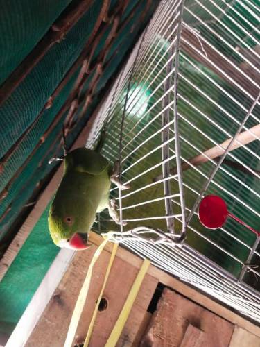 Ringneck Parrot 