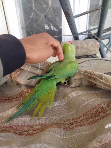 Ringneck Parrot 