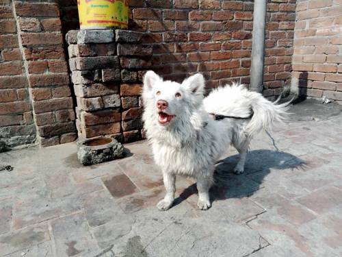 Pure Russian Dog For Sale Sale 
