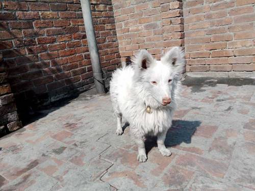 Pure Russian Dog For Sale Sale 