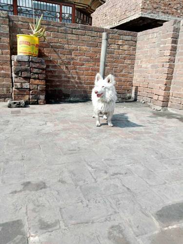 Pure Russian Dog For Sale Sale 