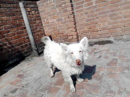 Pure Russian Dog For Sale Sale 