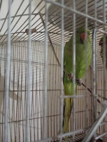 green Indian ringneck female