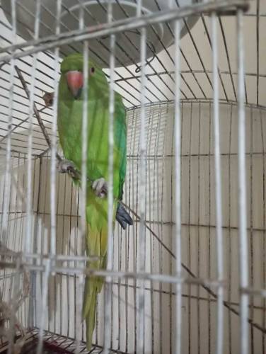 green Indian ringneck female