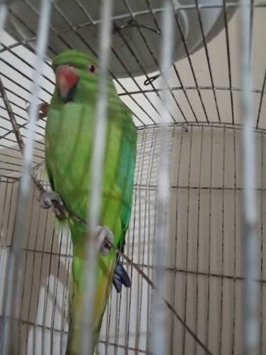 green Indian ringneck female