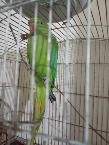 green Indian ringneck female
