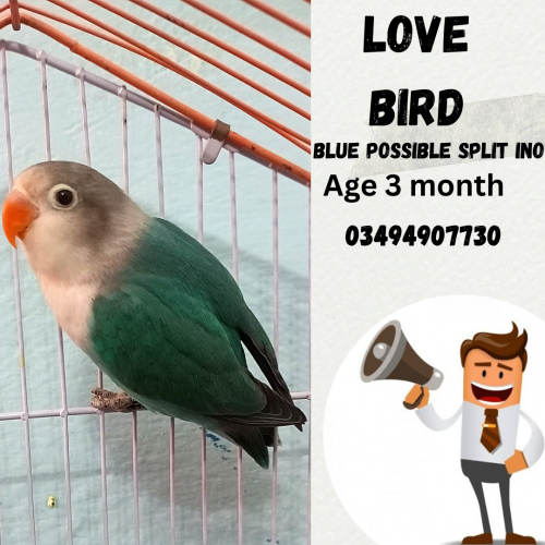 love bird 