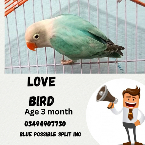 love bird 