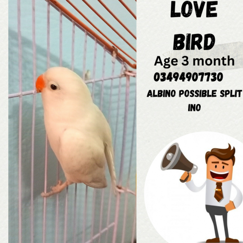love bird 