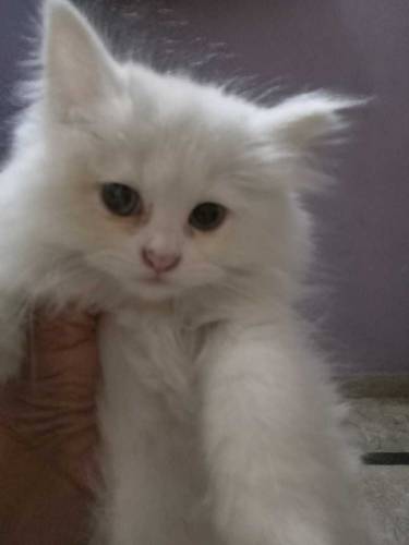Persian cat kittens pair age 2 months 