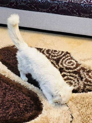 Male adult cat 