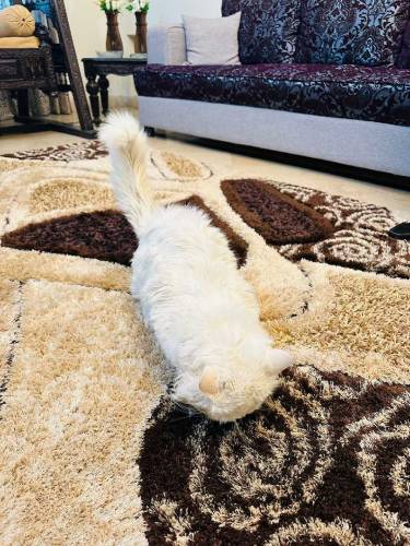 Male adult cat 