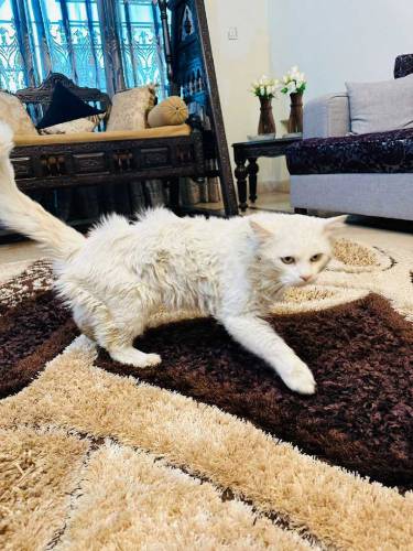 Male adult cat 