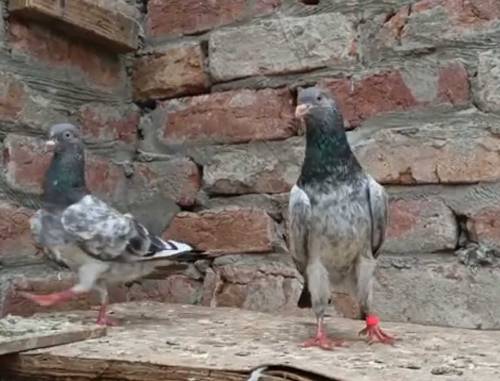 Pure Imam din pair