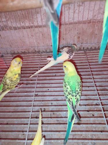 pair b mila ga or signal tota b mila ga or bchao k sat b pair miljaga