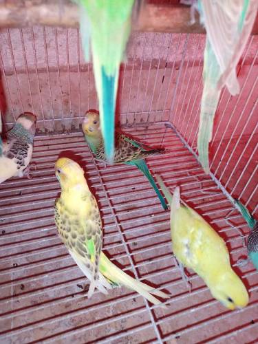 pair b mila ga or signal tota b mila ga or bchao k sat b pair miljaga