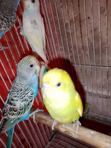 pair b mila ga or signal tota b mila ga or bchao k sat b pair miljaga
